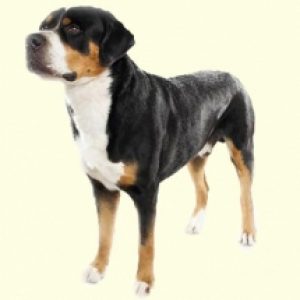 Greater Swiss Mountain Dog