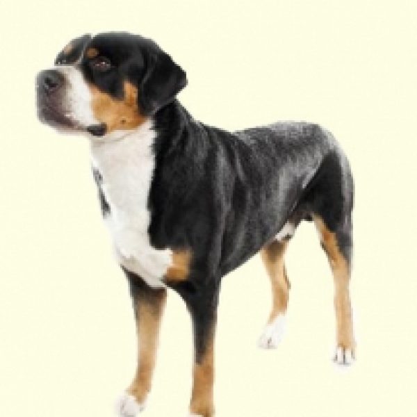 Greater Swiss Mountain Dog