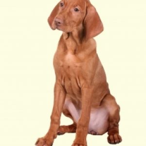 Vizsla