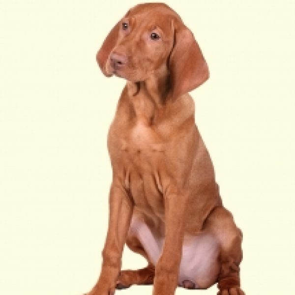 Vizsla