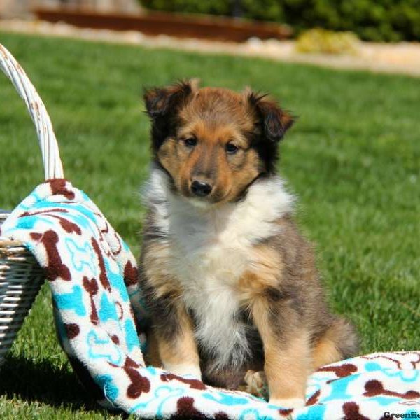 Alex, Shetland Sheepdog Puppy