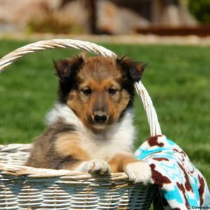 Alex, Shetland Sheepdog Puppy