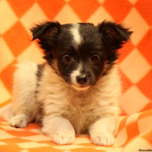 Chance, Australian Shepherd Mix-Miniature Puppy