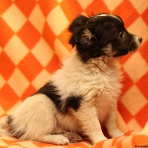 Chance, Australian Shepherd Mix-Miniature Puppy