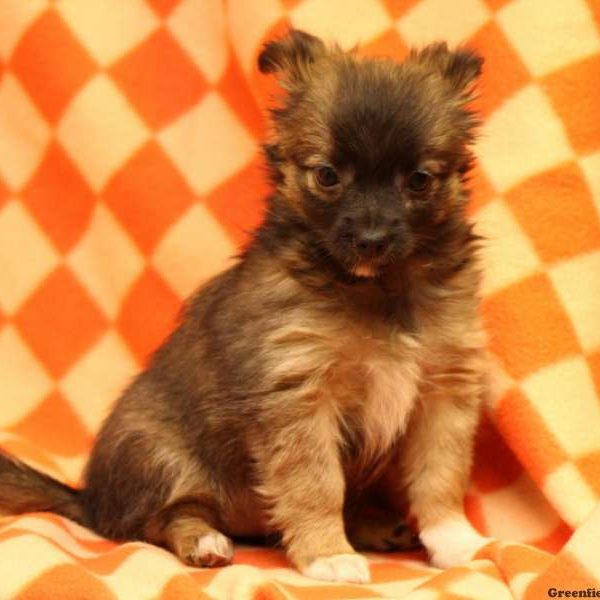 Cheyenne, Australian Shepherd Mix-Miniature Puppy