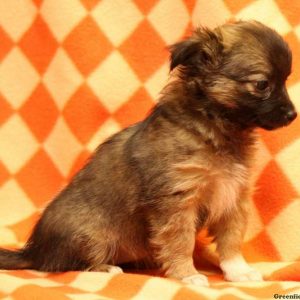 Cheyenne, Australian Shepherd Mix-Miniature Puppy