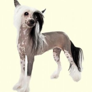 Chinese Crested Hairless Mix