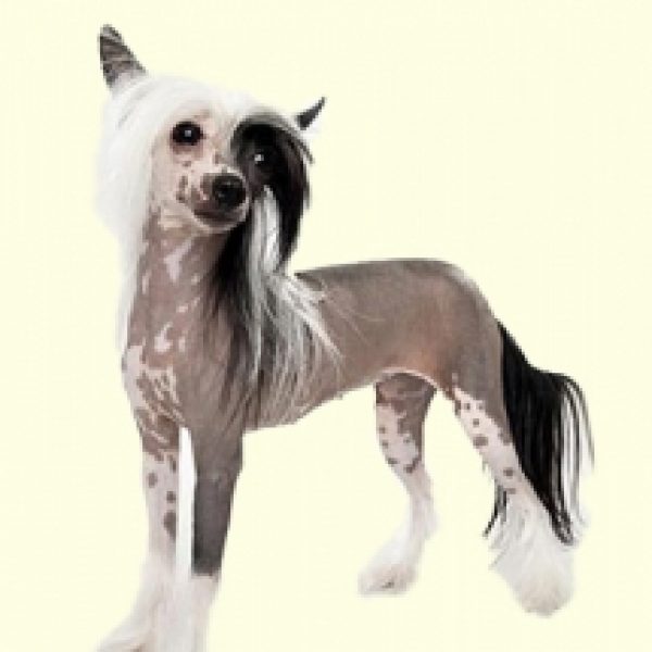 Chinese Crested Hairless Mix