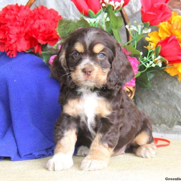 Ginny, Cocker Spaniel Puppy