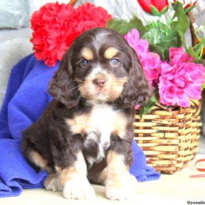 Ginny, Cocker Spaniel Puppy