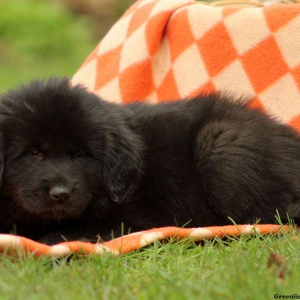 Lucy, Tibetan Mastiff Puppy