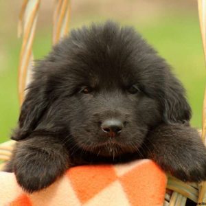 Lucy, Tibetan Mastiff Puppy