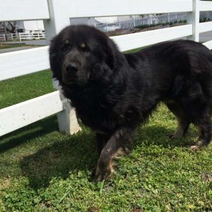 Lucy, Tibetan Mastiff Puppy