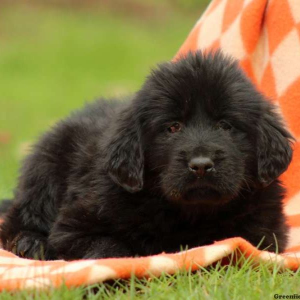 Lydia, Tibetan Mastiff Puppy