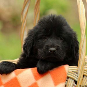 Lydia, Tibetan Mastiff Puppy