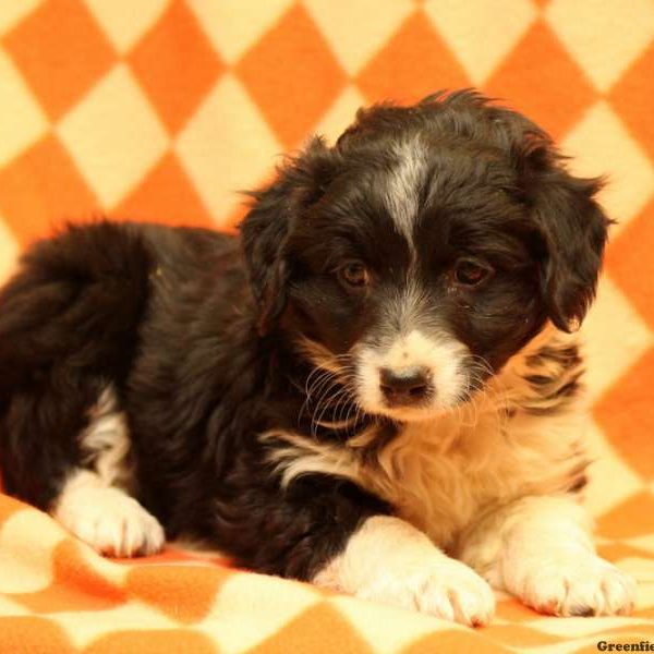 Nole, Australian Shepherd-Miniature Puppy