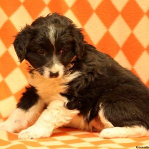 Nole, Australian Shepherd-Miniature Puppy