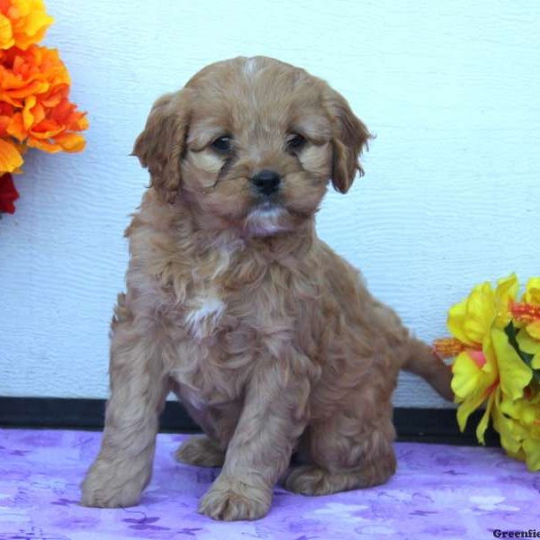 Sally, Cavapoo Puppy