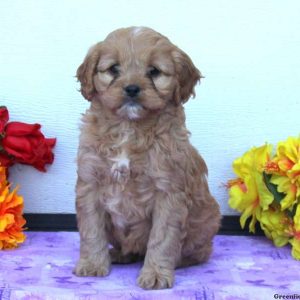 Sally, Cavapoo Puppy