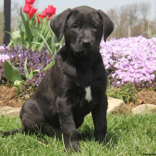 Sammy, Labrador Mix Puppy