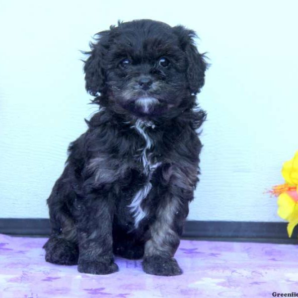 Sammy, Cavapoo Puppy