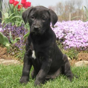 Sammy, Labrador Mix Puppy