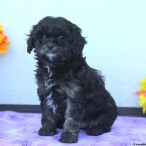 Sammy, Cavapoo Puppy