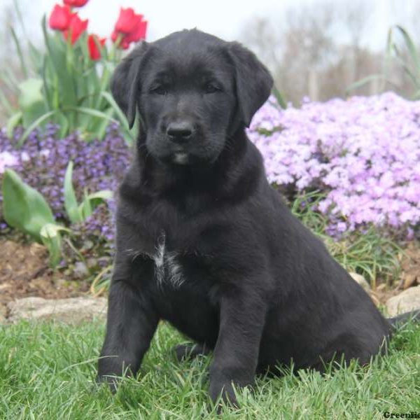 Sanford, Labrador Mix Puppy