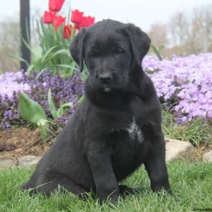 Sanford, Labrador Mix Puppy