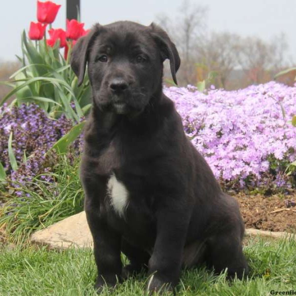 Sarge, Labrador Mix Puppy