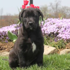 Sarge, Labrador Mix Puppy