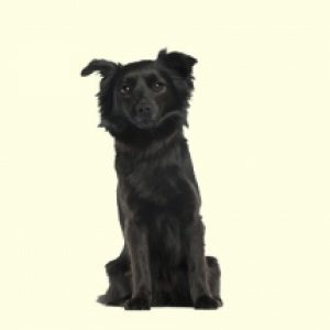 Schipperke Mix