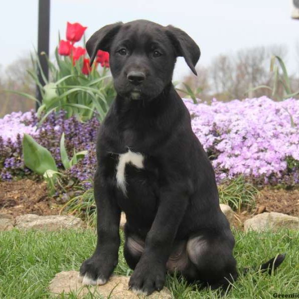 Shelby, Labrador Mix Puppy