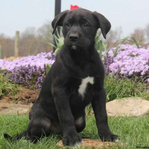 Shelby, Labrador Mix Puppy