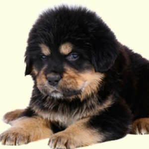 Tibetan Mastiff