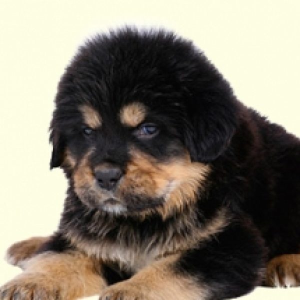 Tibetan Mastiff