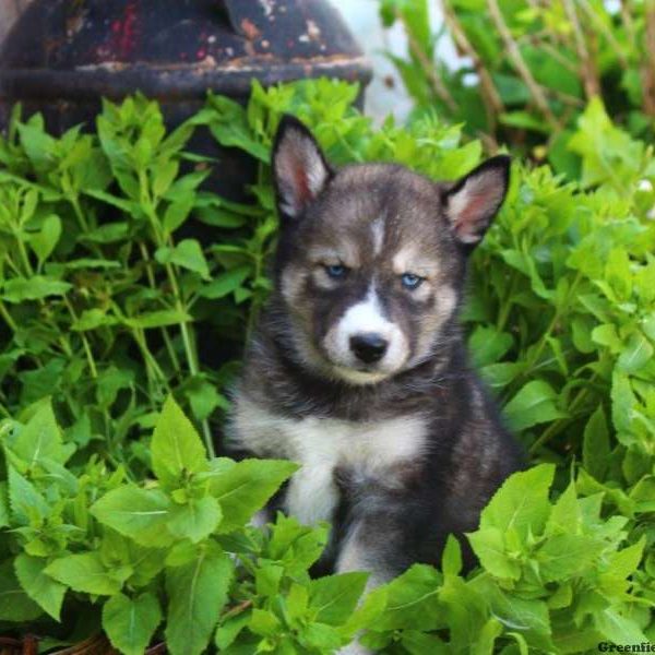 Abel, Pomsky Puppy