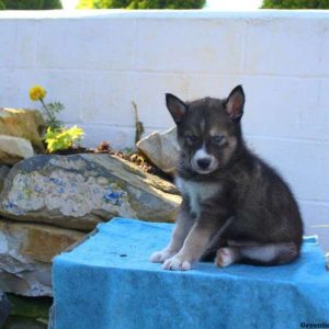 Abel, Pomsky Puppy