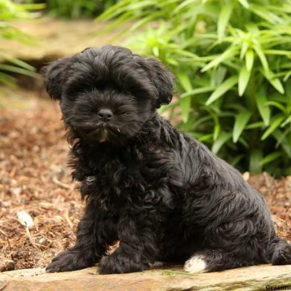 Aiden, Yorkie Mix Puppy