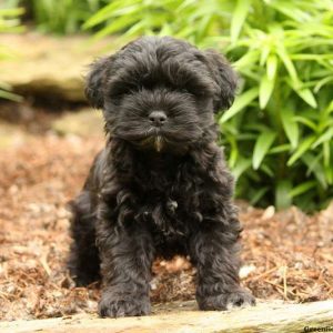 Aiden, Yorkie Mix Puppy