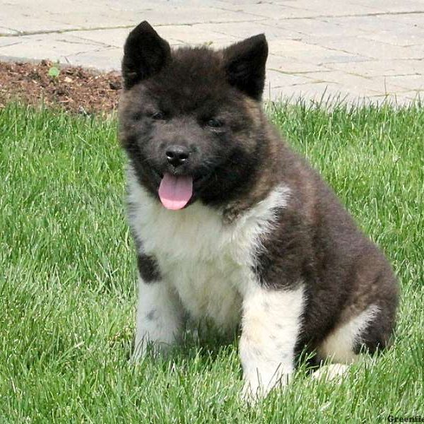 Ambria, Akita Puppy