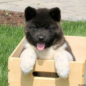 Ambria, Akita Puppy