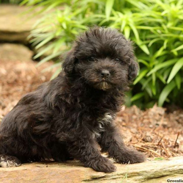 Andy, Yorkie Mix Puppy