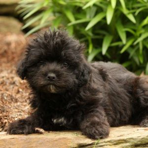 Andy, Yorkie Mix Puppy