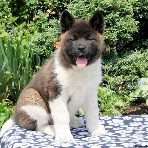 Anika, Akita Puppy