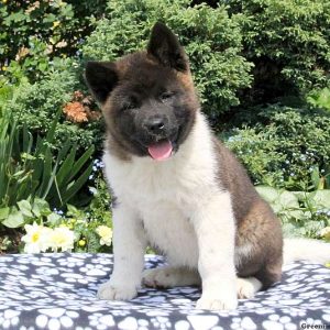 Anika, Akita Puppy