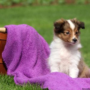 Annie, Shetland Sheepdog Puppy