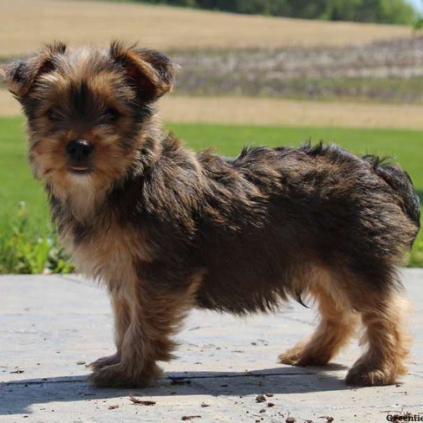 Anthony, Yorkshire Terrier Puppy