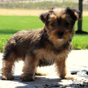 Anthony, Yorkshire Terrier Puppy