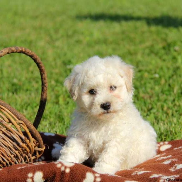 Archie, Bichon Frise Puppy